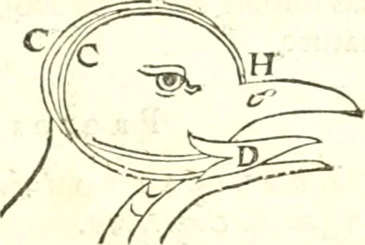 An illustration from Traité de mecanique, ou l'on explique tout ce qui est necessaire dans la pratique des arts, & les proprietés des corps pesans lesquelles ont un plus grand usage dans la physique, 1729, leaf 254