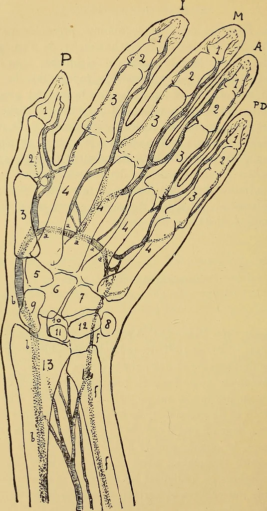 An illustration from Traité de radiographie médicale et scientifique : cours libre professé a l'écolepratique de la Faculté de Médecine de Paris, deuxième semestre de 1896-1897, 1897, leaf 413