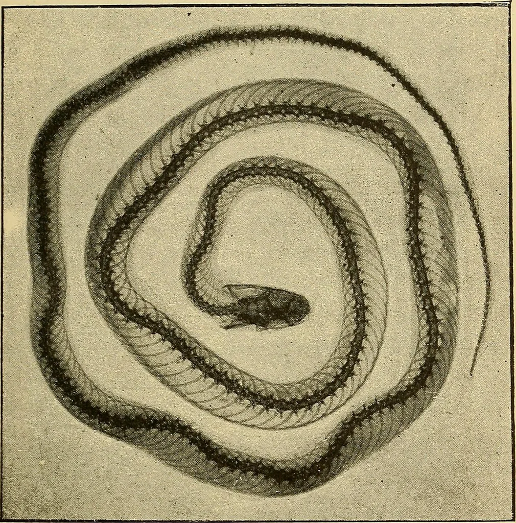 An illustration from Traité de radiographie médicale et scientifique : cours libre professé a l'écolepratique de la Faculté de Médecine de Paris, deuxième semestre de 1896-1897, 1897, leaf 416