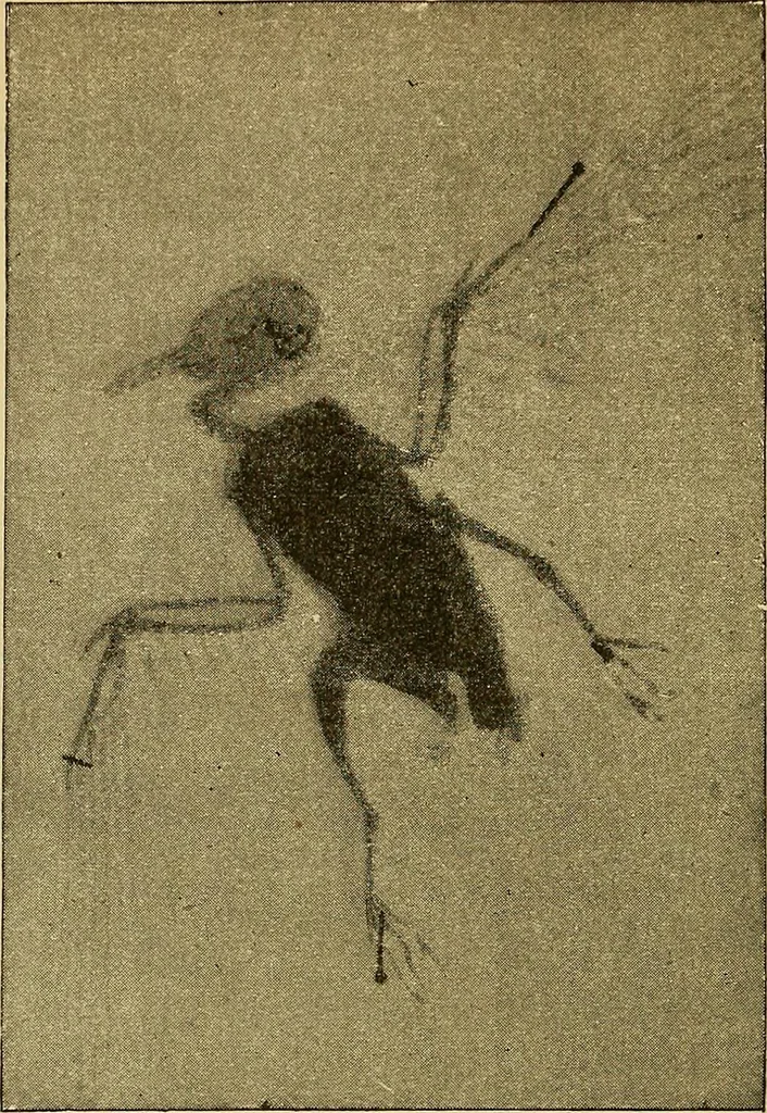 An illustration from Traité de radiographie médicale et scientifique : cours libre professé a l'écolepratique de la Faculté de Médecine de Paris, deuxième semestre de 1896-1897, 1897, leaf 417