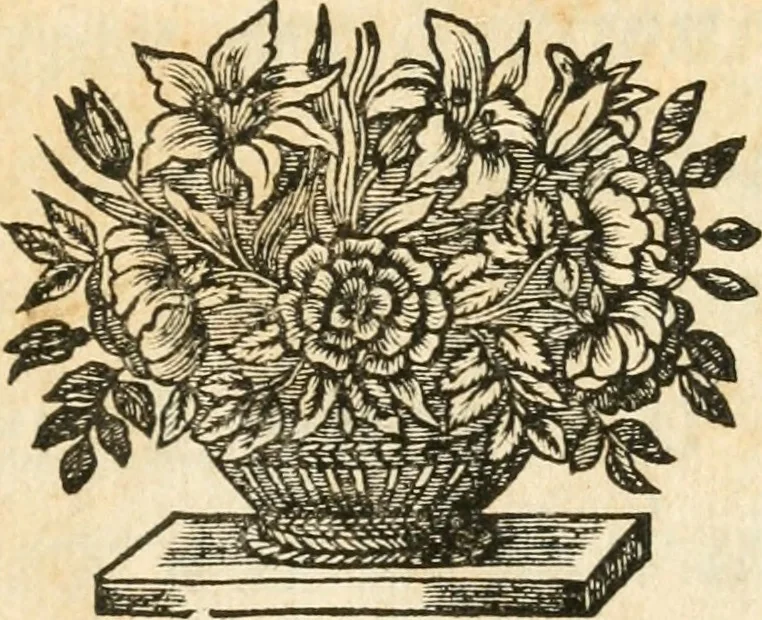 An illustration from Traité des lignes du premier genre, expliquées par une methode nouvelle & facile, 1687, leaf 4