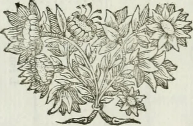 An illustration from Traité d'architecture, ou, Proportions des trois ordres grecs : sur un module de douze parties, 1768, leaf 83