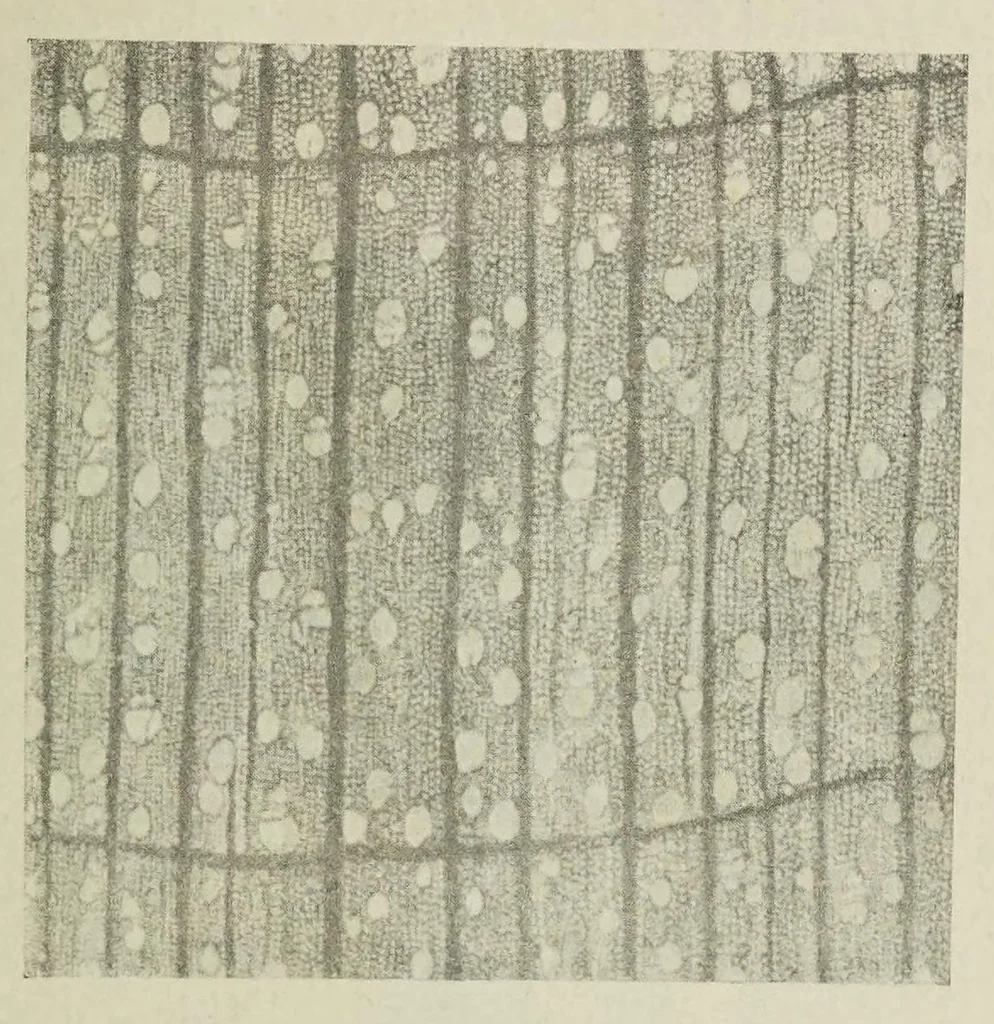 An illustration from Traité de la gravure sur rouleaux, 1906, leaf 143