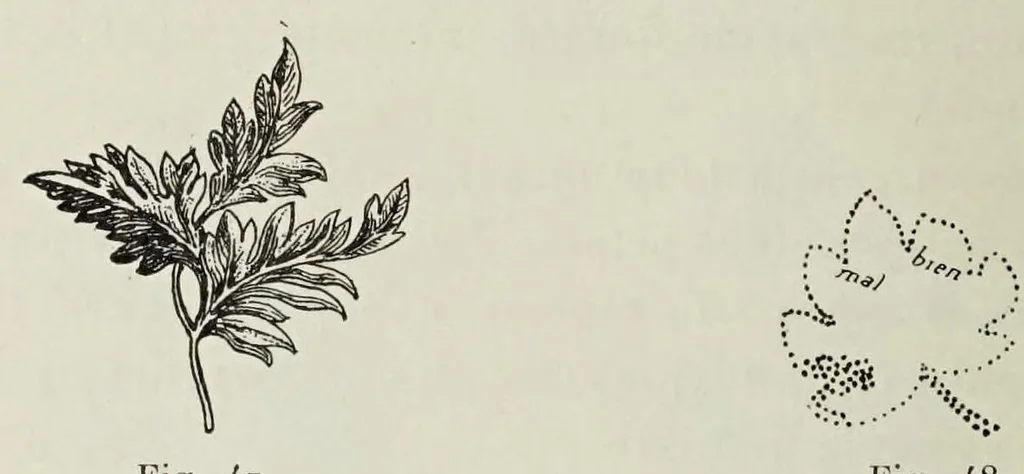 An illustration from Traité de la gravure sur rouleaux, 1906, leaf 58