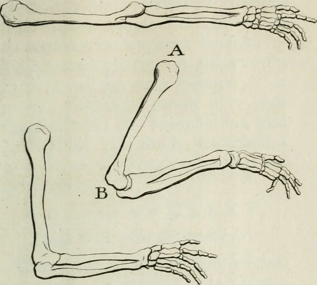 An illustration from Traité de la peinture, 1716, leaf 246