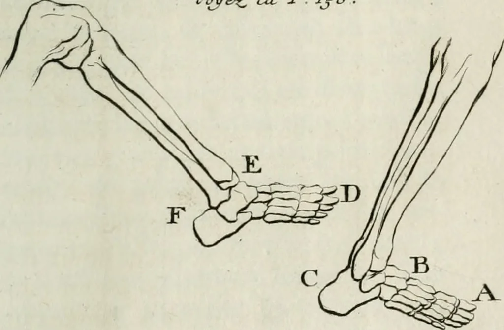 An illustration from Traité de la peinture, 1716, leaf 246