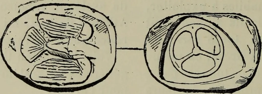 An illustration from Traite des monnaies grecques et romaines;, 1901, leaf 347