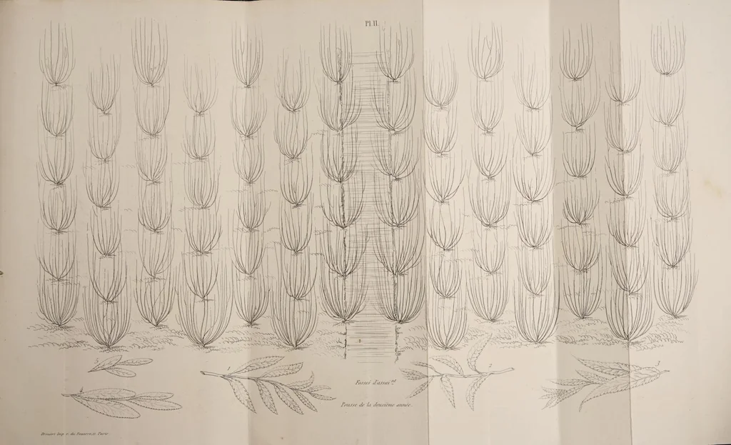 An illustration from Traité pratique de la culture de l'osier et de son usage dans l'industrie de la vannerie fine et commune ... suivi d'un aperçu sur l'art du vannier, 1855, leaf 29