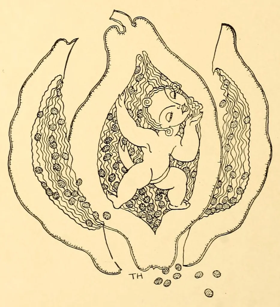 An illustration from Tranquilina's paradise, 1930, leaf 38