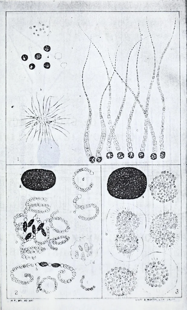 An illustration from Transactions of the Shropshire Archaeological and Natural History Society, 1884, leaf 608