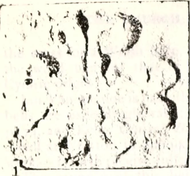 An illustration from Transactions of the Shropshire Archaeological and Natural History Society, 1878, leaf 78