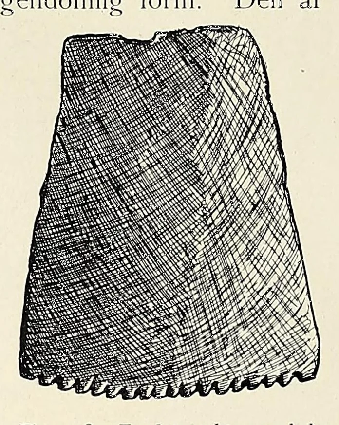 An illustration from Träskfolket; Svenska Rhodesia-Kongo-expeditionenes etnografiska, 1916, leaf 244