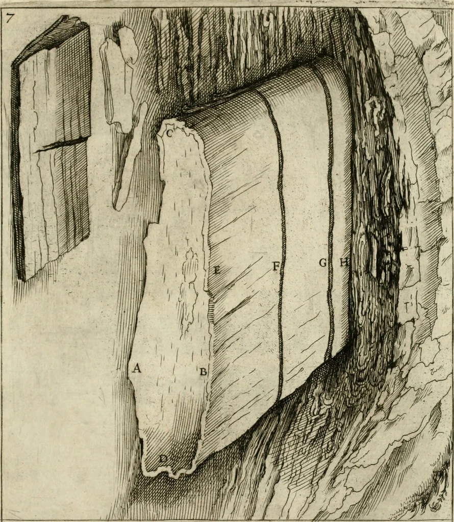 An illustration from Trattato del legno fossile minerale nuouamente scoperto : nel quale breuemente si accenna la varia & mutabil natura di detto legno, rappresentatoui con alcune figure, che mostrano il luogo doue nasce, la diuersità dell'onde che in esso si vedono, e le sue così varie e marauigliose forme, 1637, leaf 28