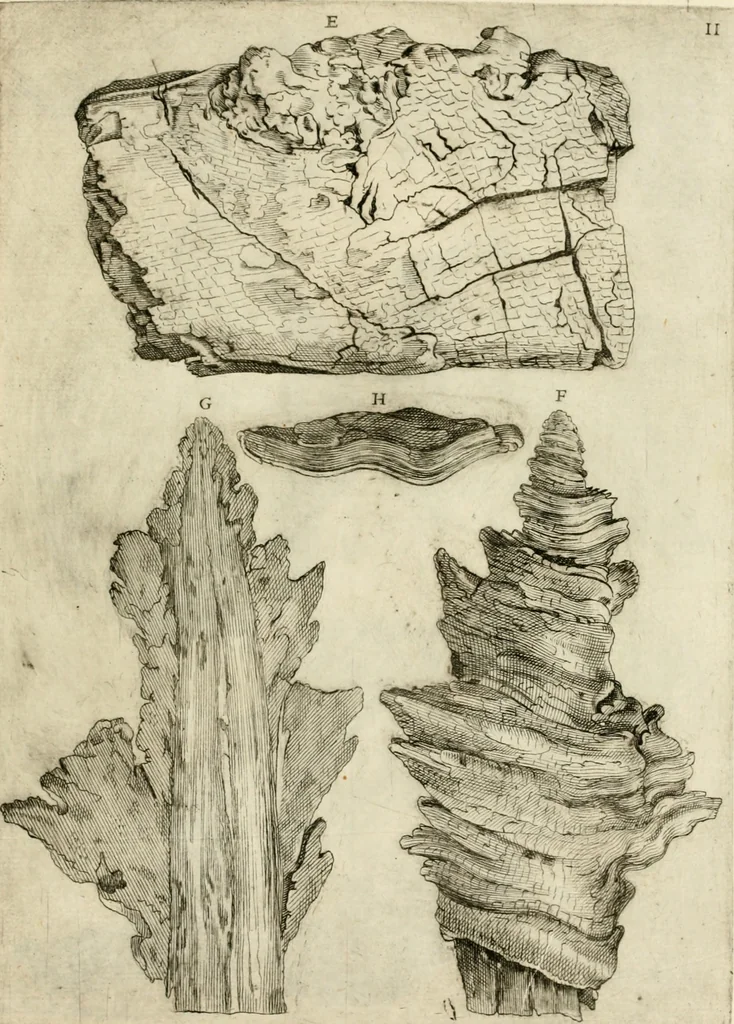 An illustration from Trattato del legno fossile minerale nuouamente scoperto : nel quale breuemente si accenna la varia & mutabil natura di detto legno, rappresentatoui con alcune figure, che mostrano il luogo doue nasce, la diuersità dell'onde che in esso si vedono, e le sue così varie e marauigliose forme, 1637, leaf 36