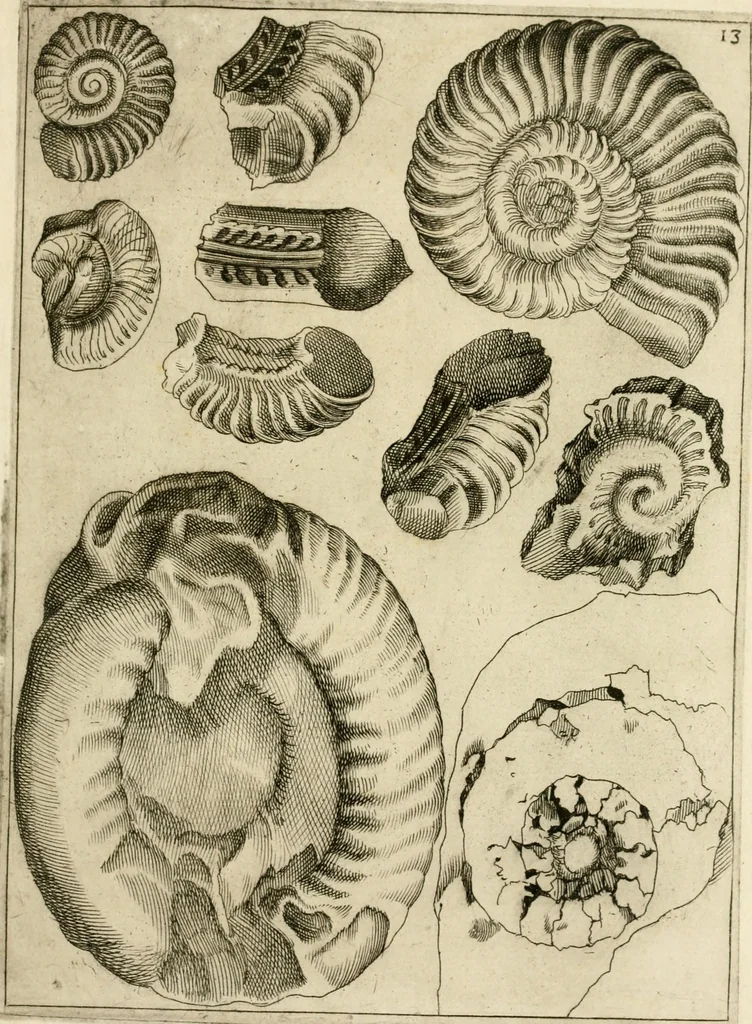 An illustration from Trattato del legno fossile minerale nuouamente scoperto : nel quale breuemente si accenna la varia & mutabil natura di detto legno, rappresentatoui con alcune figure, che mostrano il luogo doue nasce, la diuersità dell'onde che in esso si vedono, e le sue così varie e marauigliose forme, 1637, leaf 40