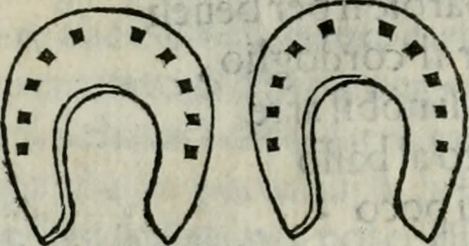 An illustration from Trattato dell'imbrigliare, maneggiare, et ferrare cavalli : diviso in tre parti, con alcvni discorsi sopra la natura di caualli, con disegni di briglie, maneggi, & di caualieri a cauallo, & de ferri d'esso, 1556, leaf 173