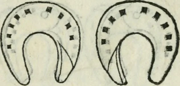 An illustration from Trattato dell'imbrigliare, maneggiare, et ferrare cavalli : diviso in tre parti, con alcvni discorsi sopra la natura di caualli, con disegni di briglie, maneggi, & di caualieri a cauallo, & de ferri d'esso, 1556, leaf 174
