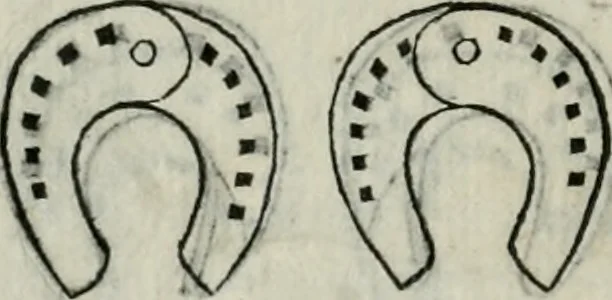 An illustration from Trattato dell'imbrigliare, maneggiare, et ferrare cavalli : diviso in tre parti, con alcvni discorsi sopra la natura di caualli, con disegni di briglie, maneggi, & di caualieri a cauallo, & de ferri d'esso, 1556, leaf 175