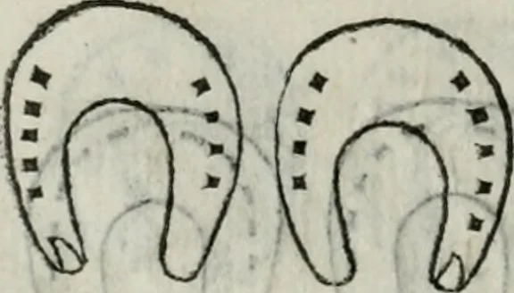 An illustration from Trattato dell'imbrigliare, maneggiare, et ferrare cavalli : diviso in tre parti, con alcvni discorsi sopra la natura di caualli, con disegni di briglie, maneggi, & di caualieri a cauallo, & de ferri d'esso, 1556, leaf 175