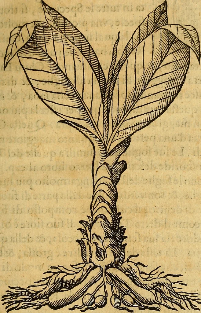 An illustration from Trattato di Christoforo Acosta Africano medico, & chirurgo della historia, natura, et virtu delle droghe medicinali, & altri semplici rarissimi, che vengono portati dalle Indie Orientali in Europa : con le figures delle piante ritratte, & disegnate dal viuo poste a' luoghi proprij ; nuouamente recato dalla Spagnuola nella nostra lingua .., 1585, leaf 100