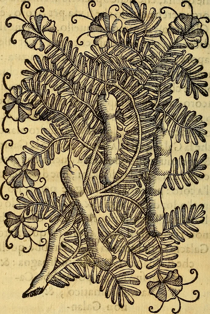 An illustration from Trattato di Christoforo Acosta Africano medico, & chirurgo della historia, natura, et virtu delle droghe medicinali, & altri semplici rarissimi, che vengono portati dalle Indie Orientali in Europa : con le figures delle piante ritratte, & disegnate dal viuo poste a' luoghi proprij ; nuouamente recato dalla Spagnuola nella nostra lingua .., 1585, leaf 105