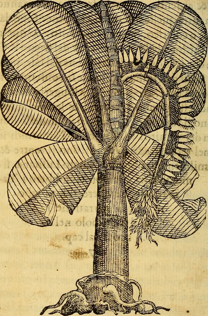 An illustration from Trattato di Christoforo Acosta Africano medico, & chirurgo della historia, natura, et virtu delle droghe medicinali, & altri semplici rarissimi, che vengono portati dalle Indie Orientali in Europa : con le figures delle piante ritratte, & disegnate dal viuo poste a' luoghi proprij ; nuouamente recato dalla Spagnuola nella nostra lingua .., 1585, leaf 111