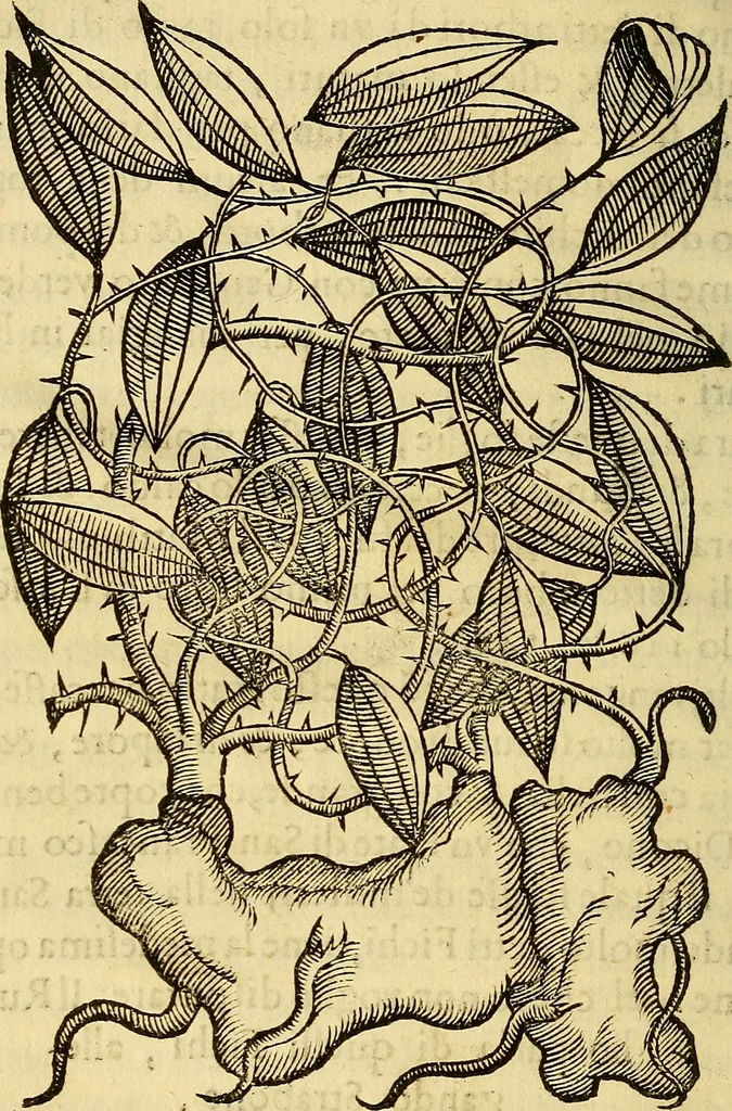 An illustration from Trattato di Christoforo Acosta Africano medico, & chirurgo della historia, natura, et virtu delle droghe medicinali, & altri semplici rarissimi, che vengono portati dalle Indie Orientali in Europa : con le figures delle piante ritratte, & disegnate dal viuo poste a' luoghi proprij ; nuouamente recato dalla Spagnuola nella nostra lingua .., 1585, leaf 115