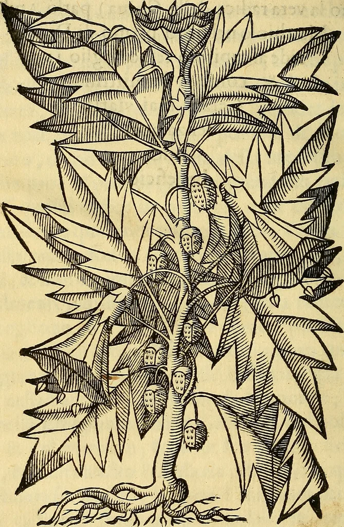 An illustration from Trattato di Christoforo Acosta Africano medico, & chirurgo della historia, natura, et virtu delle droghe medicinali, & altri semplici rarissimi, che vengono portati dalle Indie Orientali in Europa : con le figures delle piante ritratte, & disegnate dal viuo poste a' luoghi proprij ; nuouamente recato dalla Spagnuola nella nostra lingua .., 1585, leaf 121