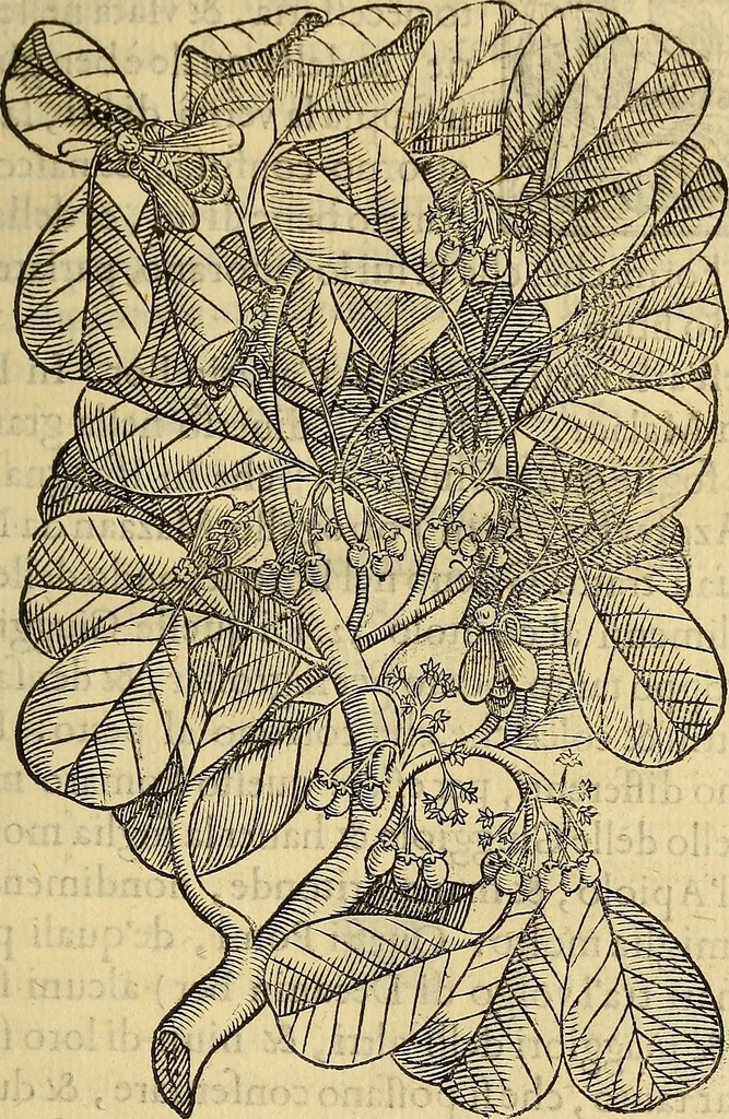An illustration from Trattato di Christoforo Acosta Africano medico, & chirurgo della historia, natura, et virtu delle droghe medicinali, & altri semplici rarissimi, che vengono portati dalle Indie Orientali in Europa : con le figures delle piante ritratte, & disegnate dal viuo poste a' luoghi proprij ; nuouamente recato dalla Spagnuola nella nostra lingua .., 1585, leaf 140