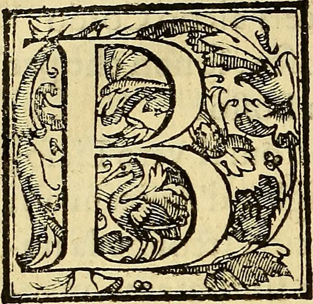 An illustration from Trattato di Christoforo Acosta Africano medico, & chirurgo della historia, natura, et virtu delle droghe medicinali, & altri semplici rarissimi, che vengono portati dalle Indie Orientali in Europa : con le figures delle piante ritratte, & disegnate dal viuo poste a' luoghi proprij ; nuouamente recato dalla Spagnuola nella nostra lingua .., 1585, leaf 173
