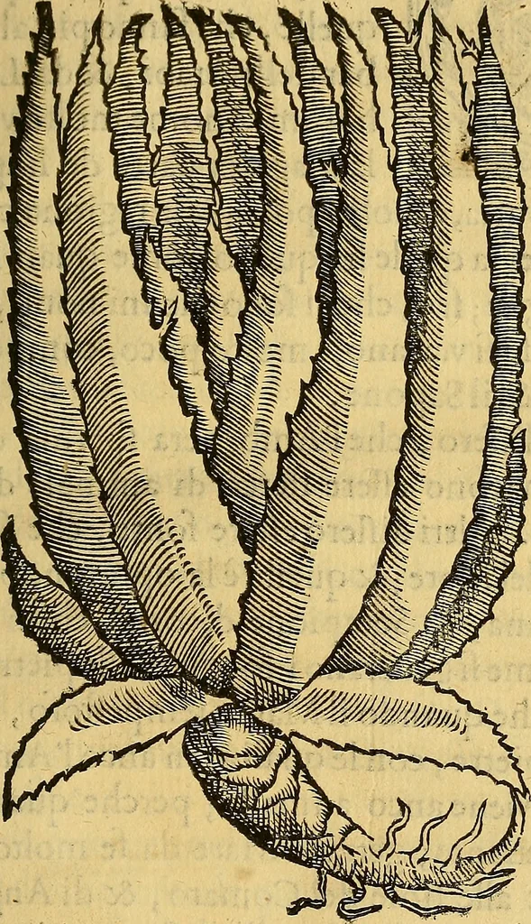 An illustration from Trattato di Christoforo Acosta Africano medico, & chirurgo della historia, natura, et virtu delle droghe medicinali, & altri semplici rarissimi, che vengono portati dalle Indie Orientali in Europa : con le figures delle piante ritratte, & disegnate dal viuo poste a' luoghi proprij ; nuouamente recato dalla Spagnuola nella nostra lingua .., 1585, leaf 214