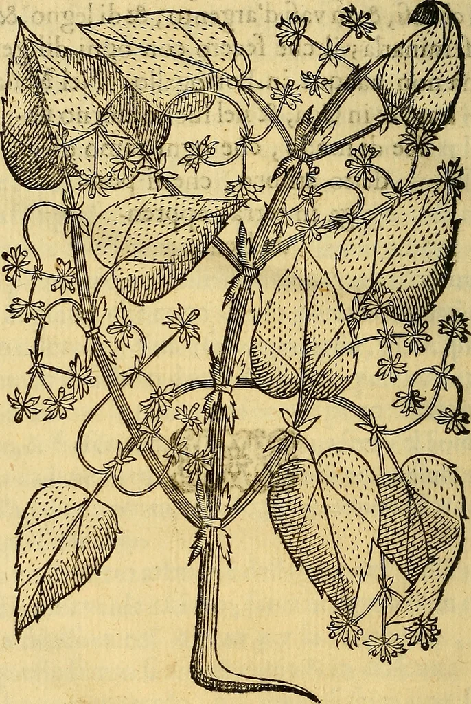 An illustration from Trattato di Christoforo Acosta Africano medico, & chirurgo della historia, natura, et virtu delle droghe medicinali, & altri semplici rarissimi, che vengono portati dalle Indie Orientali in Europa : con le figures delle piante ritratte, & disegnate dal viuo poste a' luoghi proprij ; nuouamente recato dalla Spagnuola nella nostra lingua .., 1585, leaf 223