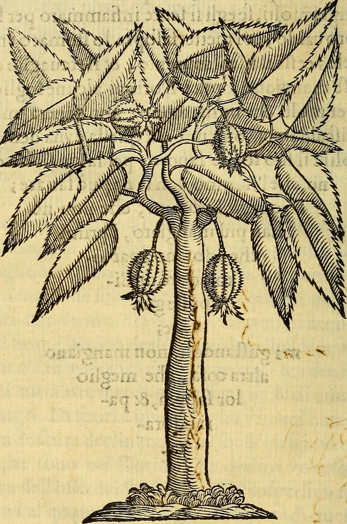 An illustration from Trattato di Christoforo Acosta Africano medico, & chirurgo della historia, natura, et virtu delle droghe medicinali, & altri semplici rarissimi, che vengono portati dalle Indie Orientali in Europa : con le figures delle piante ritratte, & disegnate dal viuo poste a' luoghi proprij ; nuouamente recato dalla Spagnuola nella nostra lingua .., 1585, leaf 229