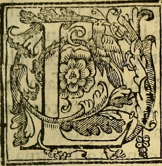An illustration from Trattato di Christoforo Acosta Africano medico, & chirurgo della historia, natura, et virtu delle droghe medicinali, & altri semplici rarissimi, che vengono portati dalle Indie Orientali in Europa : con le figures delle piante ritratte, & disegnate dal viuo poste a' luoghi proprij ; nuouamente recato dalla Spagnuola nella nostra lingua .., 1585, leaf 230