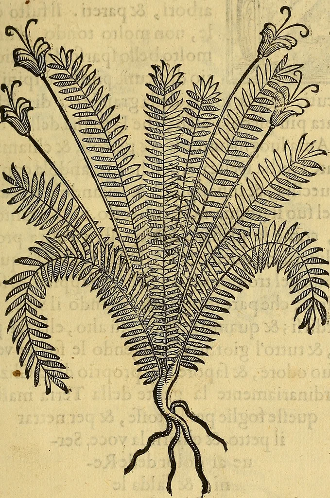 An illustration from Trattato di Christoforo Acosta Africano medico, & chirurgo della historia, natura, et virtu delle droghe medicinali, & altri semplici rarissimi, che vengono portati dalle Indie Orientali in Europa : con le figures delle piante ritratte, & disegnate dal viuo poste a' luoghi proprij ; nuouamente recato dalla Spagnuola nella nostra lingua .., 1585, leaf 236