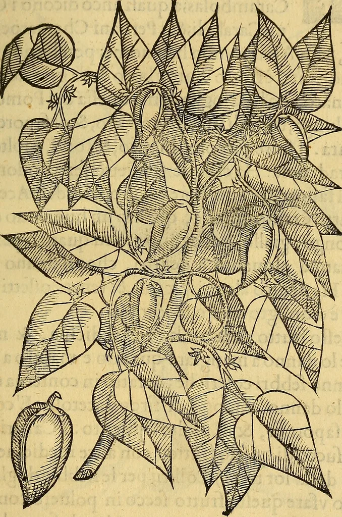 An illustration from Trattato di Christoforo Acosta Africano medico, & chirurgo della historia, natura, et virtu delle droghe medicinali, & altri semplici rarissimi, che vengono portati dalle Indie Orientali in Europa : con le figures delle piante ritratte, & disegnate dal viuo poste a' luoghi proprij ; nuouamente recato dalla Spagnuola nella nostra lingua .., 1585, leaf 246