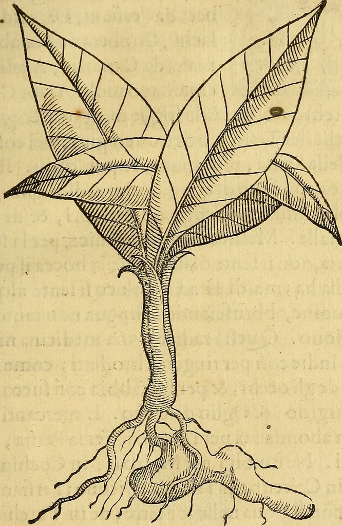 An illustration from Trattato di Christoforo Acosta Africano medico, & chirurgo della historia, natura, et virtu delle droghe medicinali, & altri semplici rarissimi, che vengono portati dalle Indie Orientali in Europa : con le figures delle piante ritratte, & disegnate dal viuo poste a' luoghi proprij ; nuouamente recato dalla Spagnuola nella nostra lingua .., 1585, leaf 248