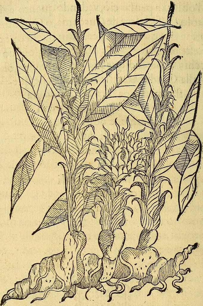 An illustration from Trattato di Christoforo Acosta Africano medico, & chirurgo della historia, natura, et virtu delle droghe medicinali, & altri semplici rarissimi, che vengono portati dalle Indie Orientali in Europa : con le figures delle piante ritratte, & disegnate dal viuo poste a' luoghi proprij ; nuouamente recato dalla Spagnuola nella nostra lingua .., 1585, leaf 251
