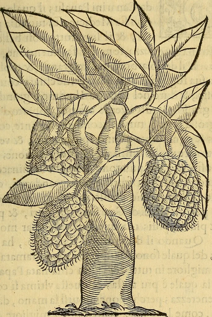 An illustration from Trattato di Christoforo Acosta Africano medico, & chirurgo della historia, natura, et virtu delle droghe medicinali, & altri semplici rarissimi, che vengono portati dalle Indie Orientali in Europa : con le figures delle piante ritratte, & disegnate dal viuo poste a' luoghi proprij ; nuouamente recato dalla Spagnuola nella nostra lingua .., 1585, leaf 254
