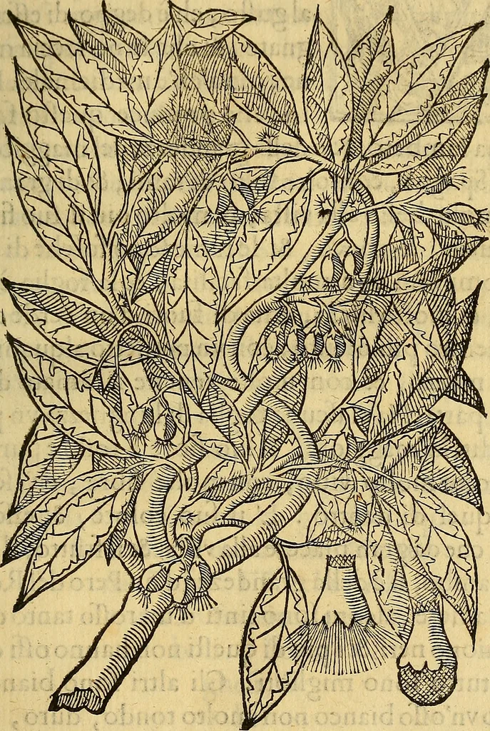 An illustration from Trattato di Christoforo Acosta Africano medico, & chirurgo della historia, natura, et virtu delle droghe medicinali, & altri semplici rarissimi, che vengono portati dalle Indie Orientali in Europa : con le figures delle piante ritratte, & disegnate dal viuo poste a' luoghi proprij ; nuouamente recato dalla Spagnuola nella nostra lingua .., 1585, leaf 258