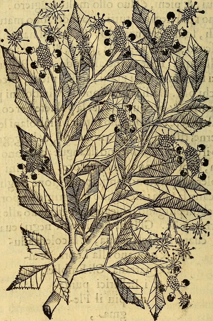 An illustration from Trattato di Christoforo Acosta Africano medico, & chirurgo della historia, natura, et virtu delle droghe medicinali, & altri semplici rarissimi, che vengono portati dalle Indie Orientali in Europa : con le figures delle piante ritratte, & disegnate dal viuo poste a' luoghi proprij ; nuouamente recato dalla Spagnuola nella nostra lingua .., 1585, leaf 265