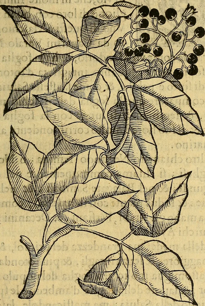 An illustration from Trattato di Christoforo Acosta Africano medico, & chirurgo della historia, natura, et virtu delle droghe medicinali, & altri semplici rarissimi, che vengono portati dalle Indie Orientali in Europa : con le figures delle piante ritratte, & disegnate dal viuo poste a' luoghi proprij ; nuouamente recato dalla Spagnuola nella nostra lingua .., 1585, leaf 266