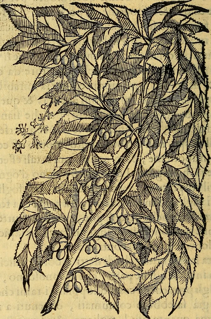 An illustration from Trattato di Christoforo Acosta Africano medico, & chirurgo della historia, natura, et virtu delle droghe medicinali, & altri semplici rarissimi, che vengono portati dalle Indie Orientali in Europa : con le figures delle piante ritratte, & disegnate dal viuo poste a' luoghi proprij ; nuouamente recato dalla Spagnuola nella nostra lingua .., 1585, leaf 269