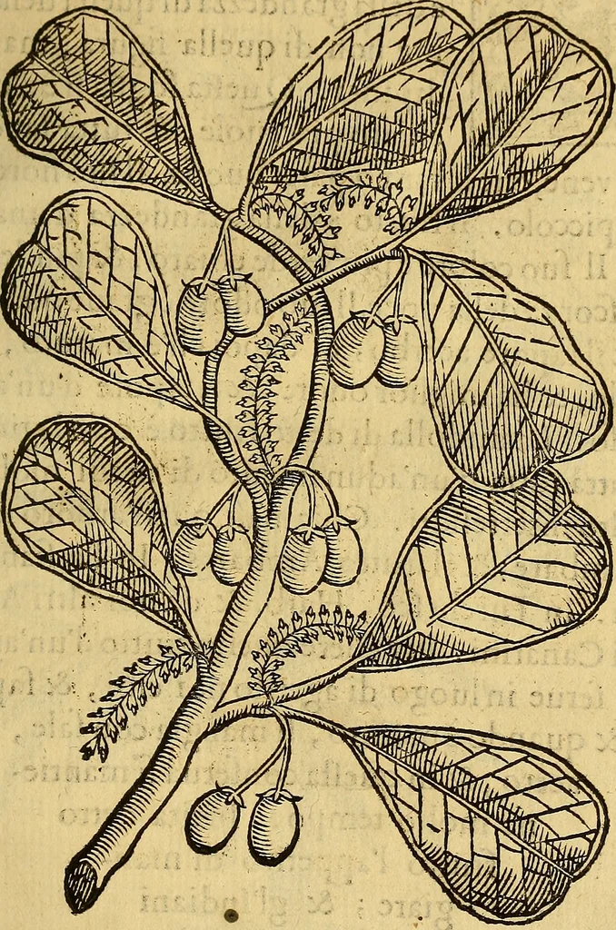 An illustration from Trattato di Christoforo Acosta Africano medico, & chirurgo della historia, natura, et virtu delle droghe medicinali, & altri semplici rarissimi, che vengono portati dalle Indie Orientali in Europa : con le figures delle piante ritratte, & disegnate dal viuo poste a' luoghi proprij ; nuouamente recato dalla Spagnuola nella nostra lingua .., 1585, leaf 276