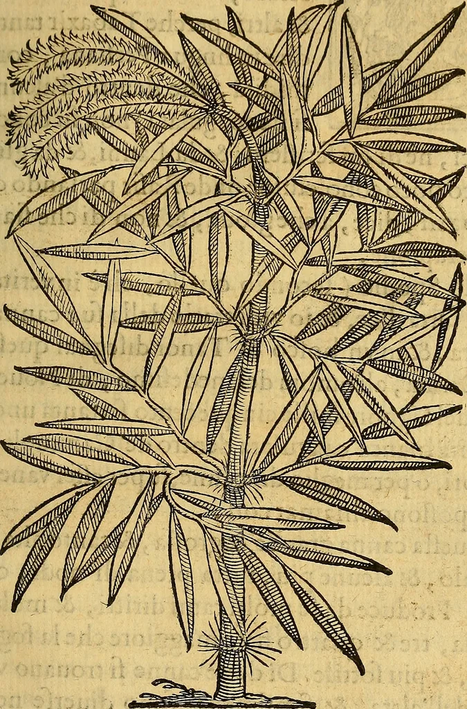 An illustration from Trattato di Christoforo Acosta Africano medico, & chirurgo della historia, natura, et virtu delle droghe medicinali, & altri semplici rarissimi, che vengono portati dalle Indie Orientali in Europa : con le figures delle piante ritratte, & disegnate dal viuo poste a' luoghi proprij ; nuouamente recato dalla Spagnuola nella nostra lingua .., 1585, leaf 278