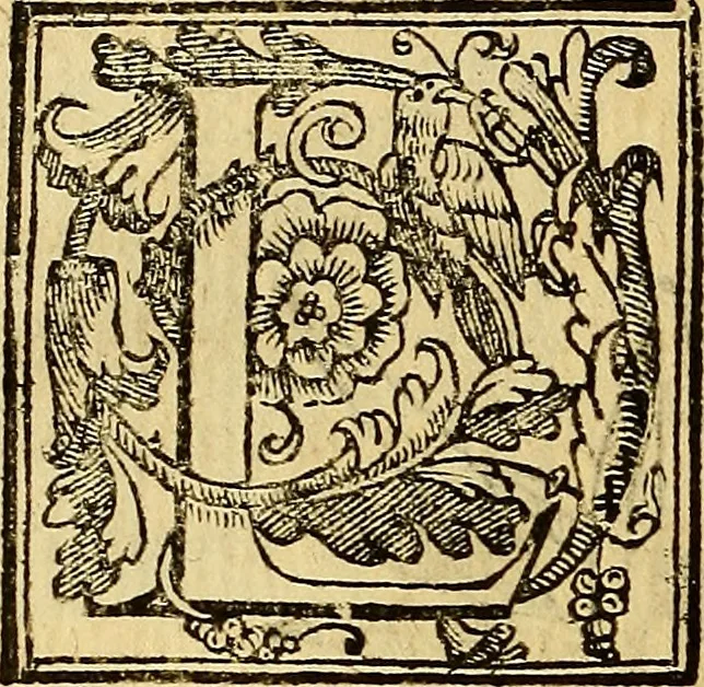 An illustration from Trattato di Christoforo Acosta Africano medico, & chirurgo della historia, natura, et virtu delle droghe medicinali, & altri semplici rarissimi, che vengono portati dalle Indie Orientali in Europa : con le figures delle piante ritratte, & disegnate dal viuo poste a' luoghi proprij ; nuouamente recato dalla Spagnuola nella nostra lingua .., 1585, leaf 279
