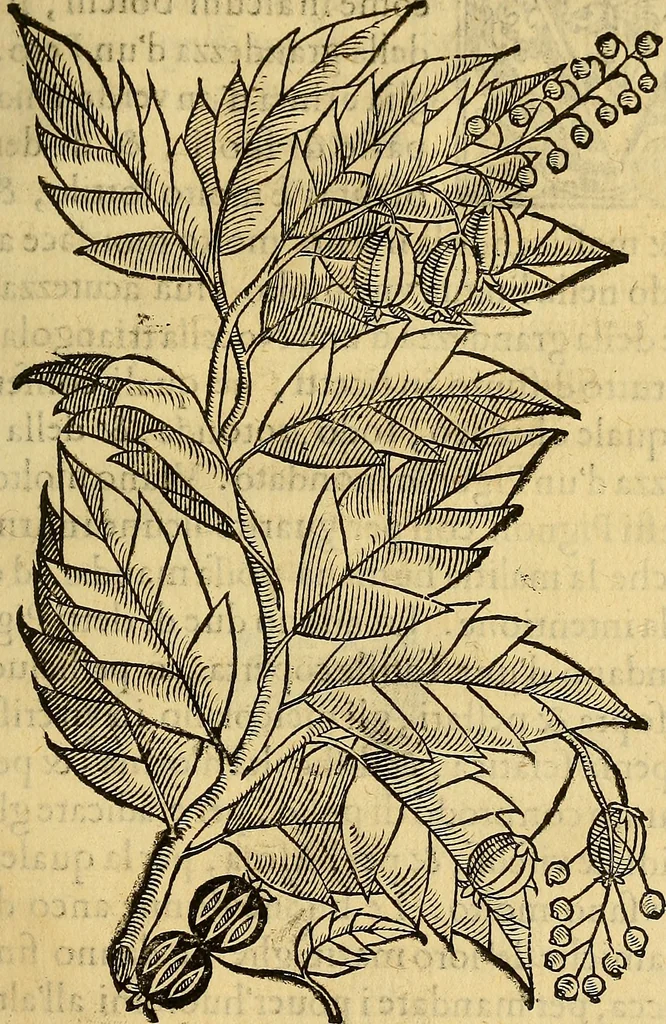 An illustration from Trattato di Christoforo Acosta Africano medico, & chirurgo della historia, natura, et virtu delle droghe medicinali, & altri semplici rarissimi, che vengono portati dalle Indie Orientali in Europa : con le figures delle piante ritratte, & disegnate dal viuo poste a' luoghi proprij ; nuouamente recato dalla Spagnuola nella nostra lingua .., 1585, leaf 292