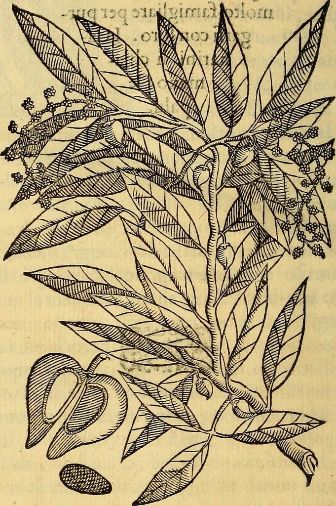 An illustration from Trattato di Christoforo Acosta Africano medico, & chirurgo della historia, natura, et virtu delle droghe medicinali, & altri semplici rarissimi, che vengono portati dalle Indie Orientali in Europa : con le figures delle piante ritratte, & disegnate dal viuo poste a' luoghi proprij ; nuouamente recato dalla Spagnuola nella nostra lingua .., 1585, leaf 295