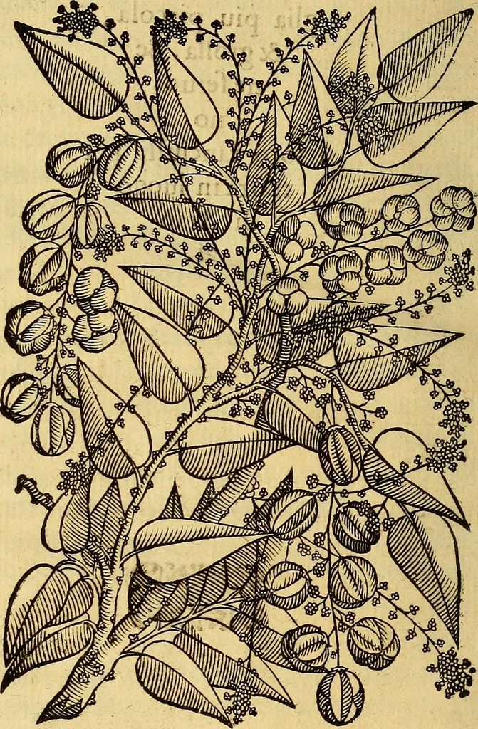 An illustration from Trattato di Christoforo Acosta Africano medico, & chirurgo della historia, natura, et virtu delle droghe medicinali, & altri semplici rarissimi, che vengono portati dalle Indie Orientali in Europa : con le figures delle piante ritratte, & disegnate dal viuo poste a' luoghi proprij ; nuouamente recato dalla Spagnuola nella nostra lingua .., 1585, leaf 299