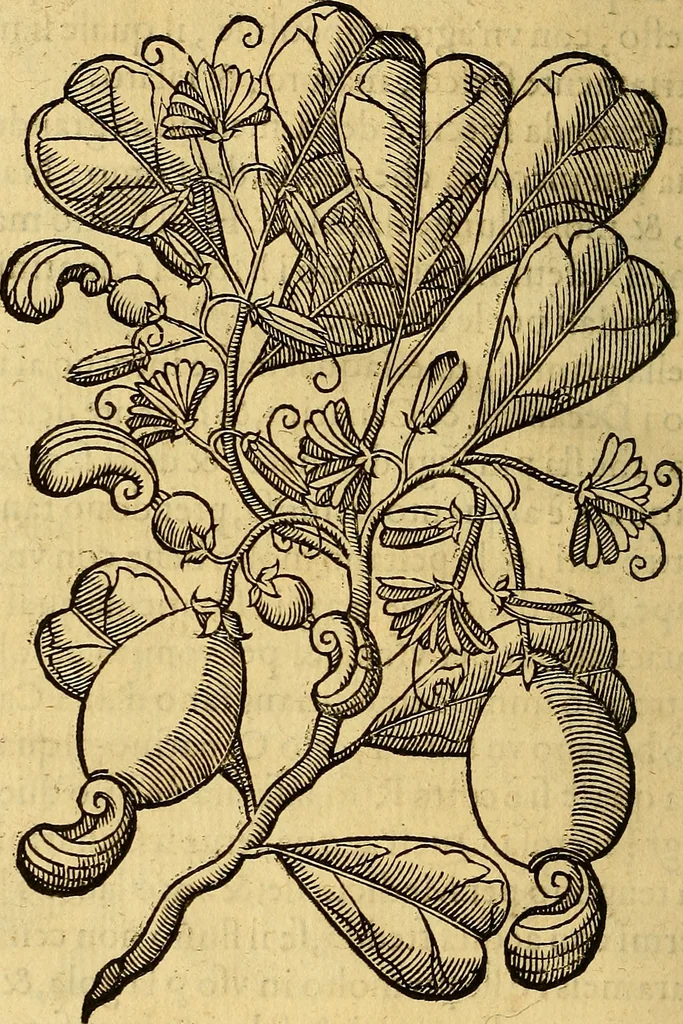 An illustration from Trattato di Christoforo Acosta Africano medico, & chirurgo della historia, natura, et virtu delle droghe medicinali, & altri semplici rarissimi, che vengono portati dalle Indie Orientali in Europa : con le figures delle piante ritratte, & disegnate dal viuo poste a' luoghi proprij ; nuouamente recato dalla Spagnuola nella nostra lingua .., 1585, leaf 301